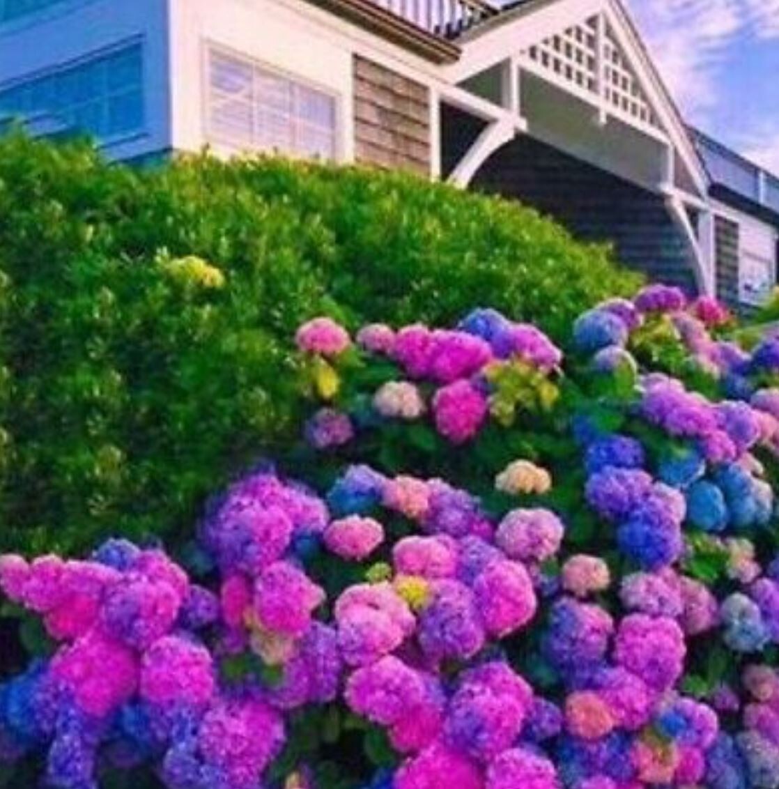 25 Seeds Blue Pink & Purple Hydrangea Seed Flower Perennial