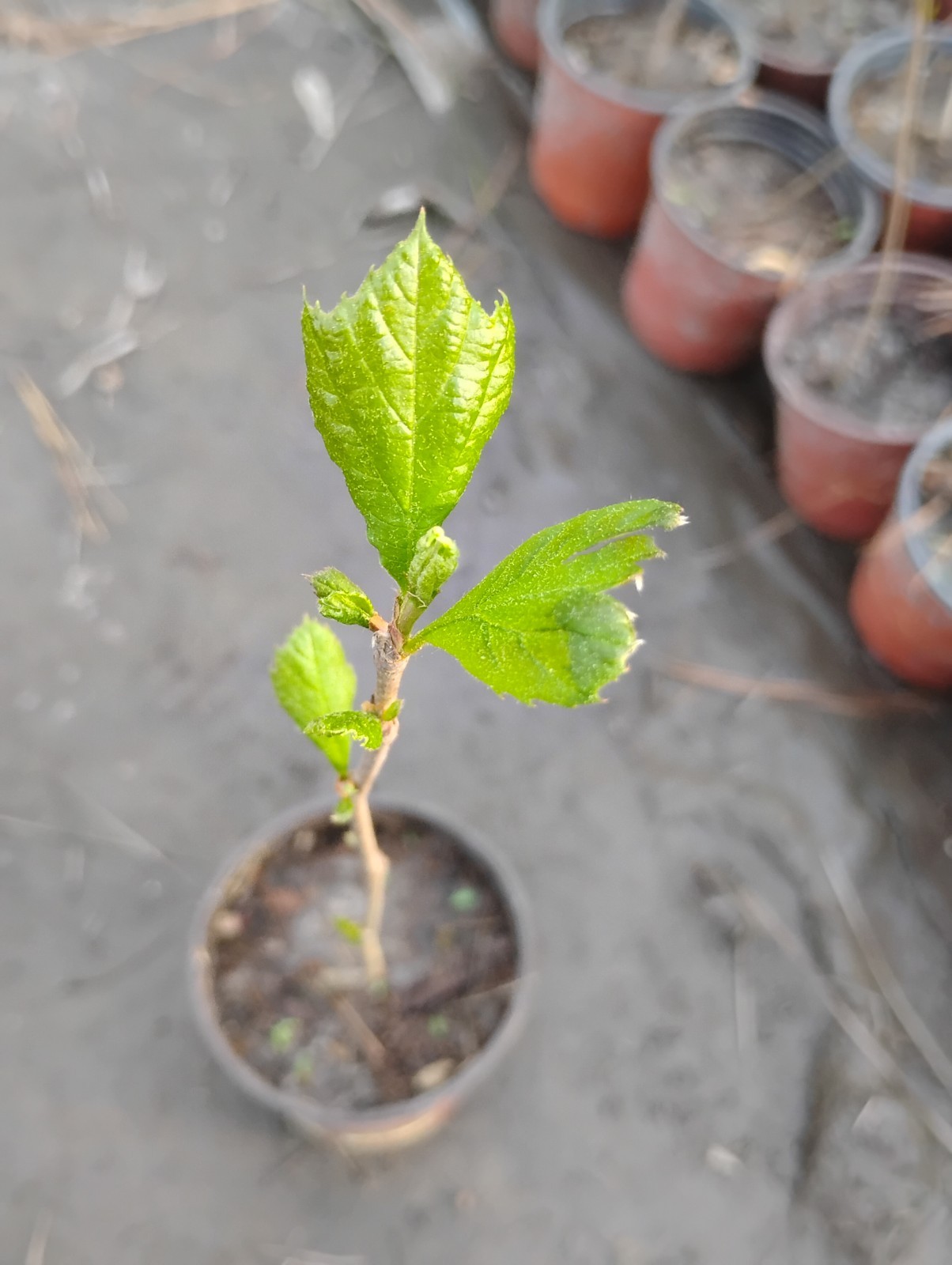 American Sycamore Tree, 1 Quart Pot.
