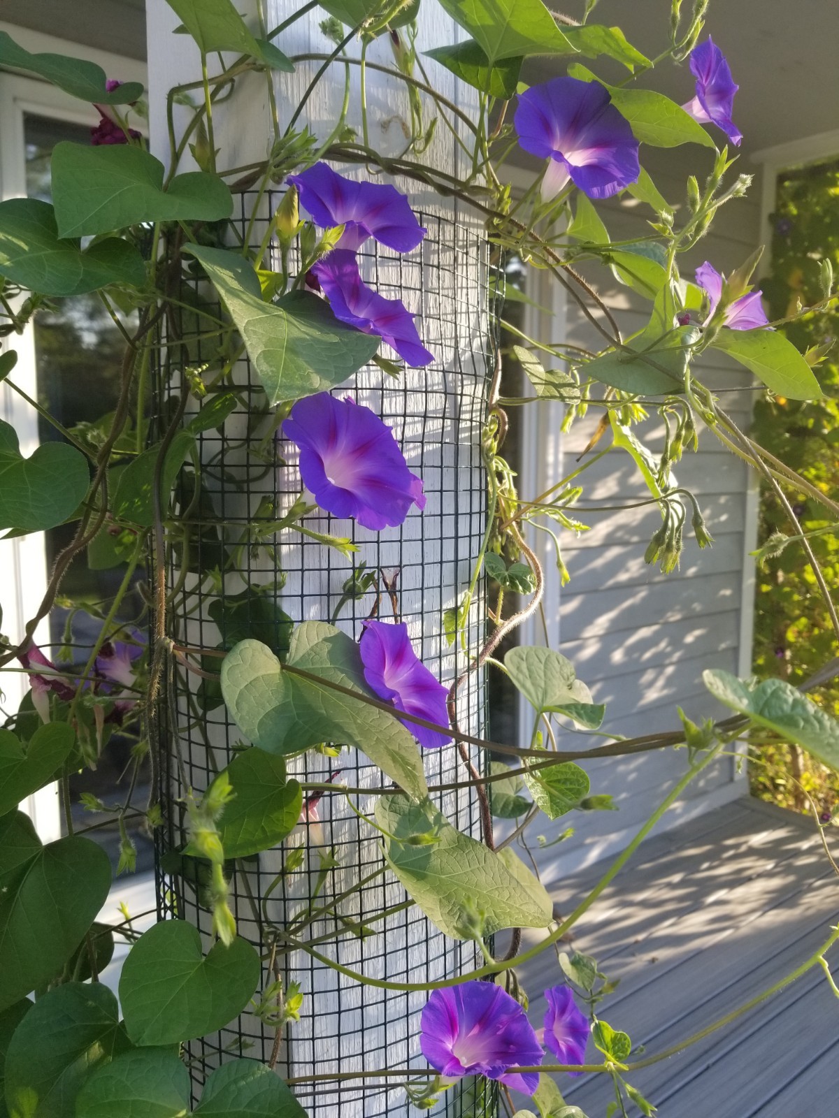 Morning Glory Seeds, Vining Purple Ipomoea Purpurea – Organically Grown