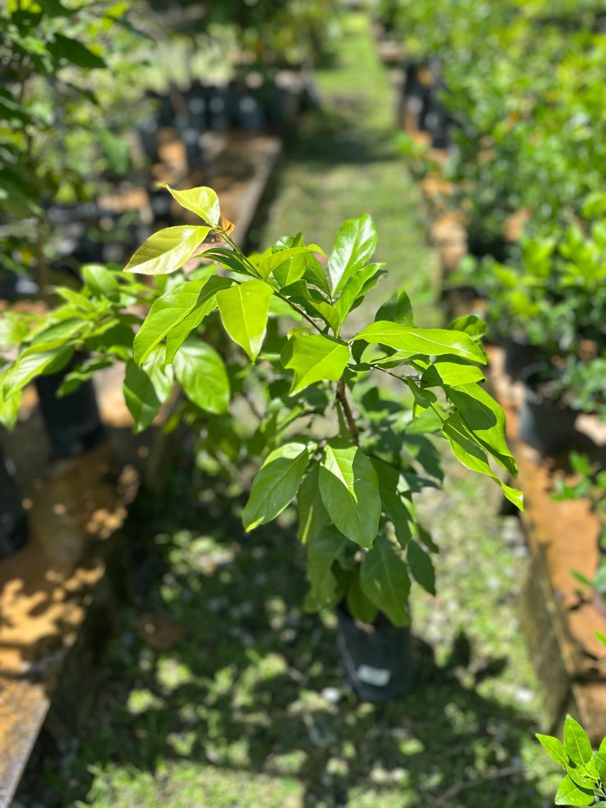 Grafted Choquette Avocado (Persea americana) Live Fruit Tree (10in-2ft)