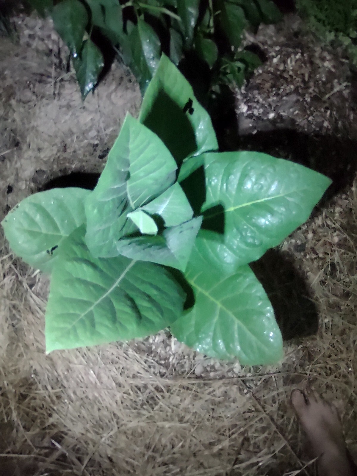 LOUISIANA PERIQUE TOBACCO Nicotiana tabacum 150 seeds! 2022 harvest. Smoking