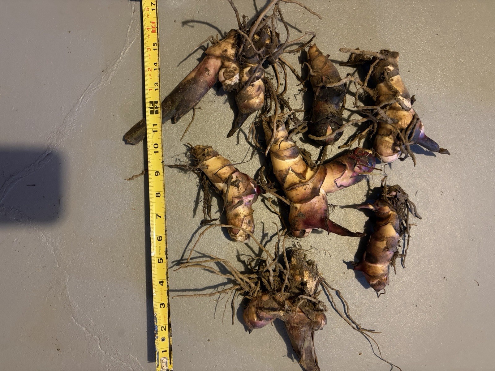 7 Canna Lily bulbs Rhizomes 5-7 feet large green leaves-Deer resistant