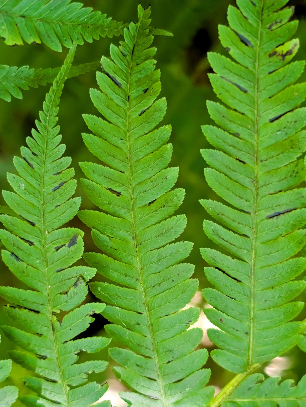 LIVE Mature, wider trunk : Cyathea ARBOREA Giant TREE FERN 7″ inch, exotic fern