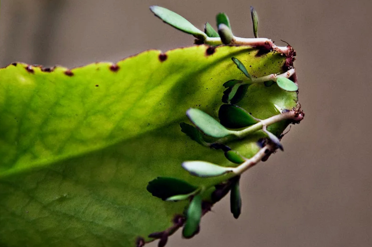 Kalanchoe Pinnata Plant Love Leaf Miracle Leaf Katakataka