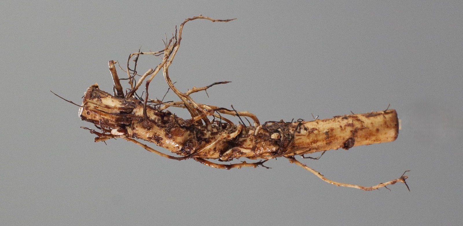 Farm Direct Hop Rhizomes – 14 Varieties to choose from!