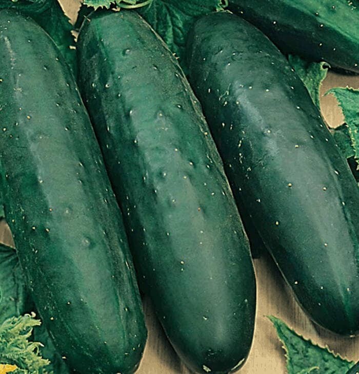 50+ Marketmore 76 Cucumber Seeds – Non GMO — HEIRLOOM — ORGANIC — FRESH