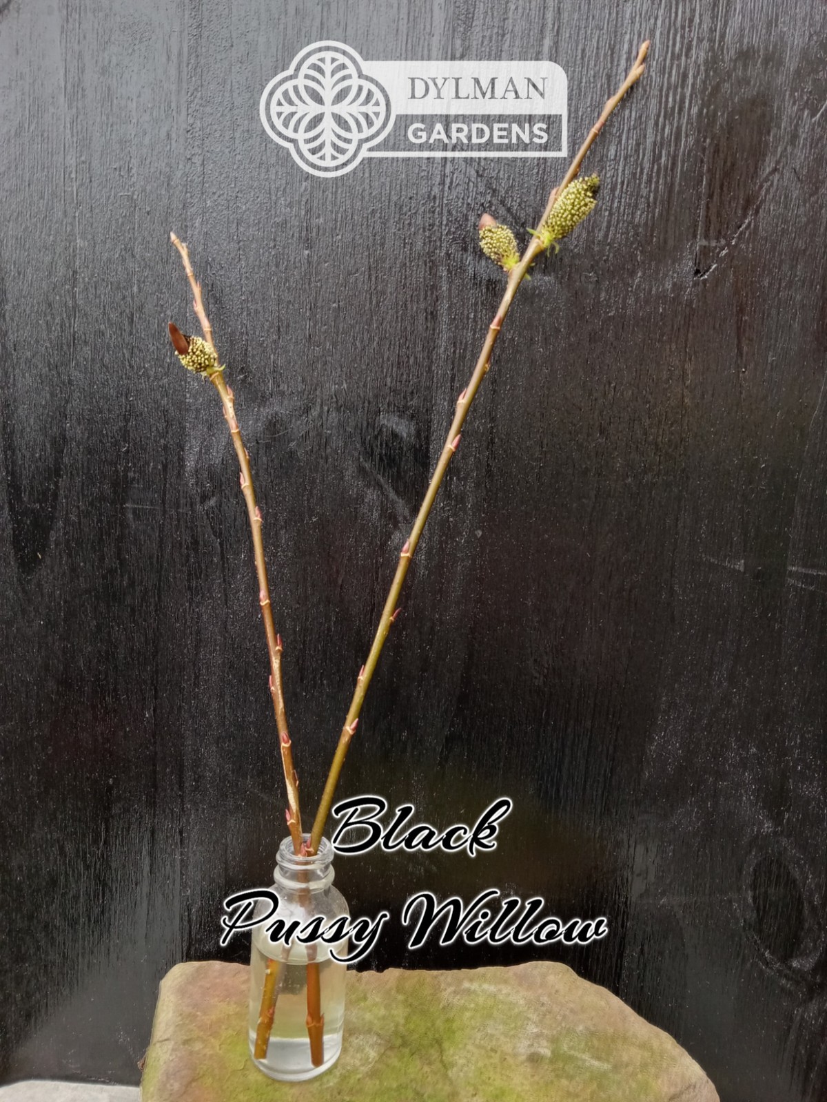 Black Pussy Willow (Salix gracilistyla ‘Melanostachys’) Rose-gold Multiple Sizes