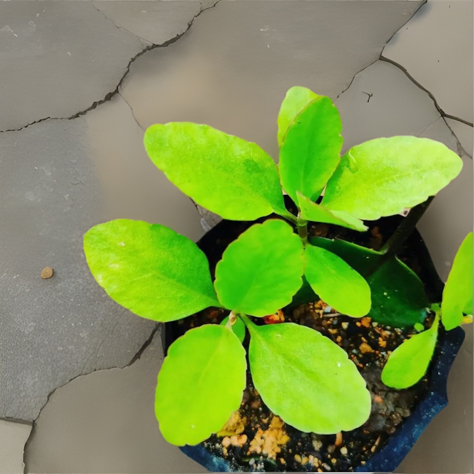 2 Kalanchoe Pinnata Medicinal Plants 2”Inches Seedlings Leaf Of Air Succulent