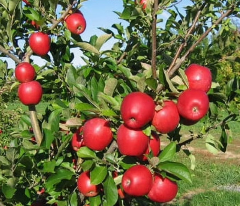 Envy Apple Seedling Plant – 7-10″ Tall – Fruit Tree for Backyard Orchard