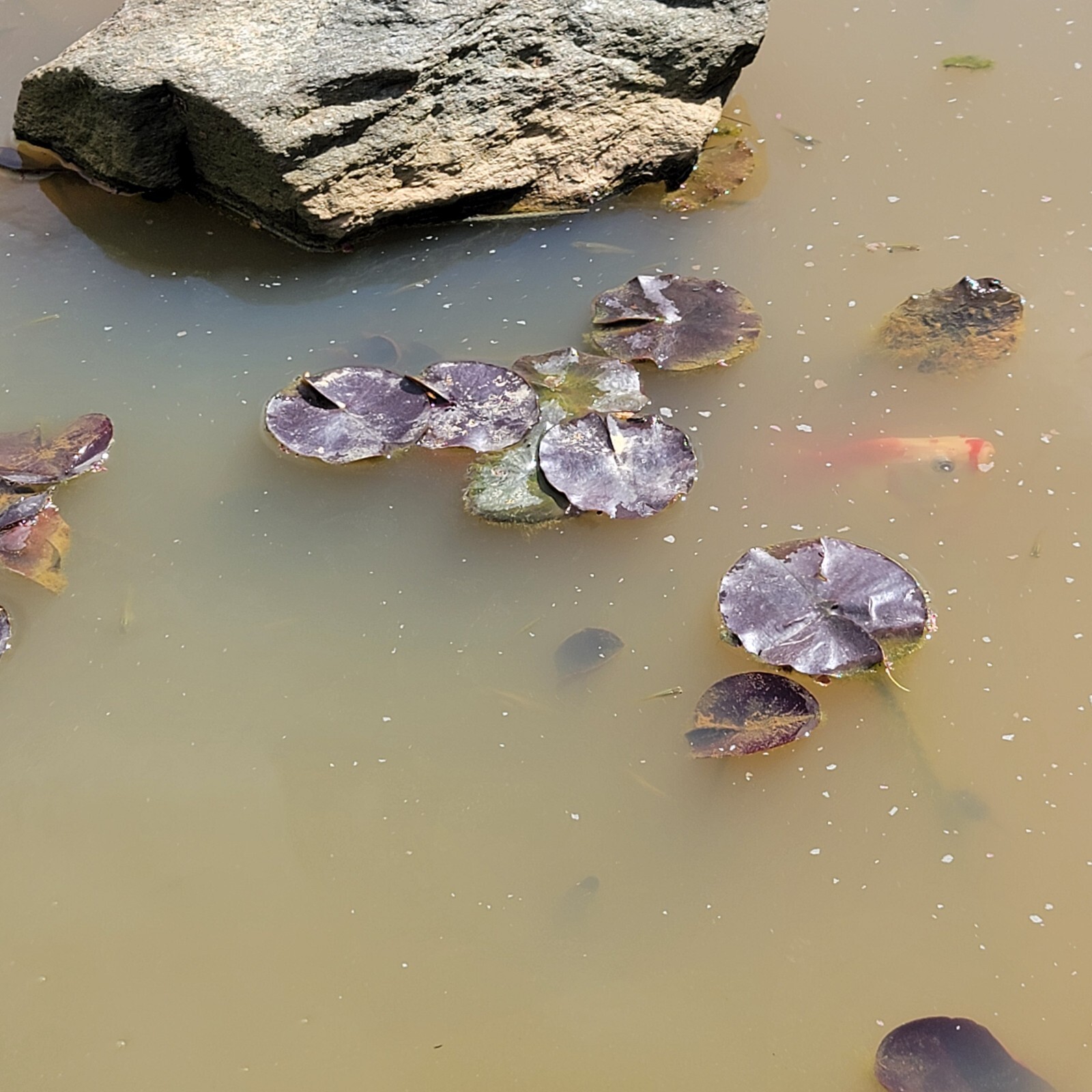 Pink Flowering Pond Lily Root Ball Aprox 10lb Shipped Fast & Fresh