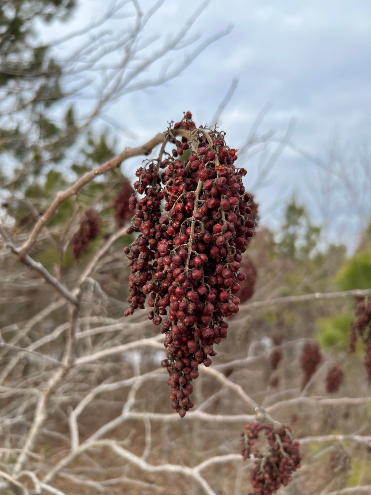 200 Winged Sumac Seeds (Rhus copallinum) Flameleaf/Shining Sumac – Zones 4-9 USA
