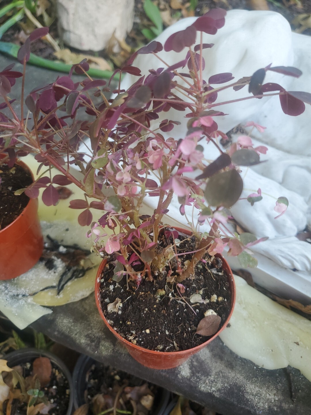 Oxalis Vulxanicola “Lucky” Red Pink Green PURPLE Tricolor In 3″ Pot Live Mini