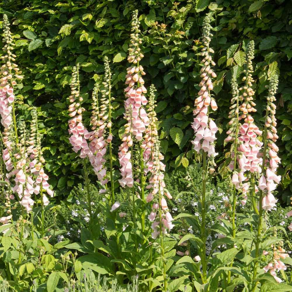 10000 Seeds Foxglove Seeds – Digitalis Purpurea Apricot Beauty Flower Seed