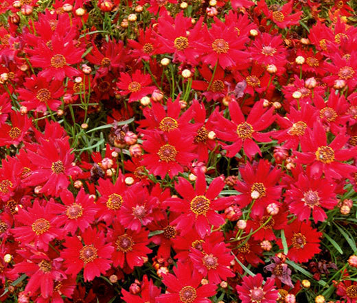COREOPSIS PLAINS RED DWARF Coreopsis Tinctoria – 5,000 Bulk Seeds