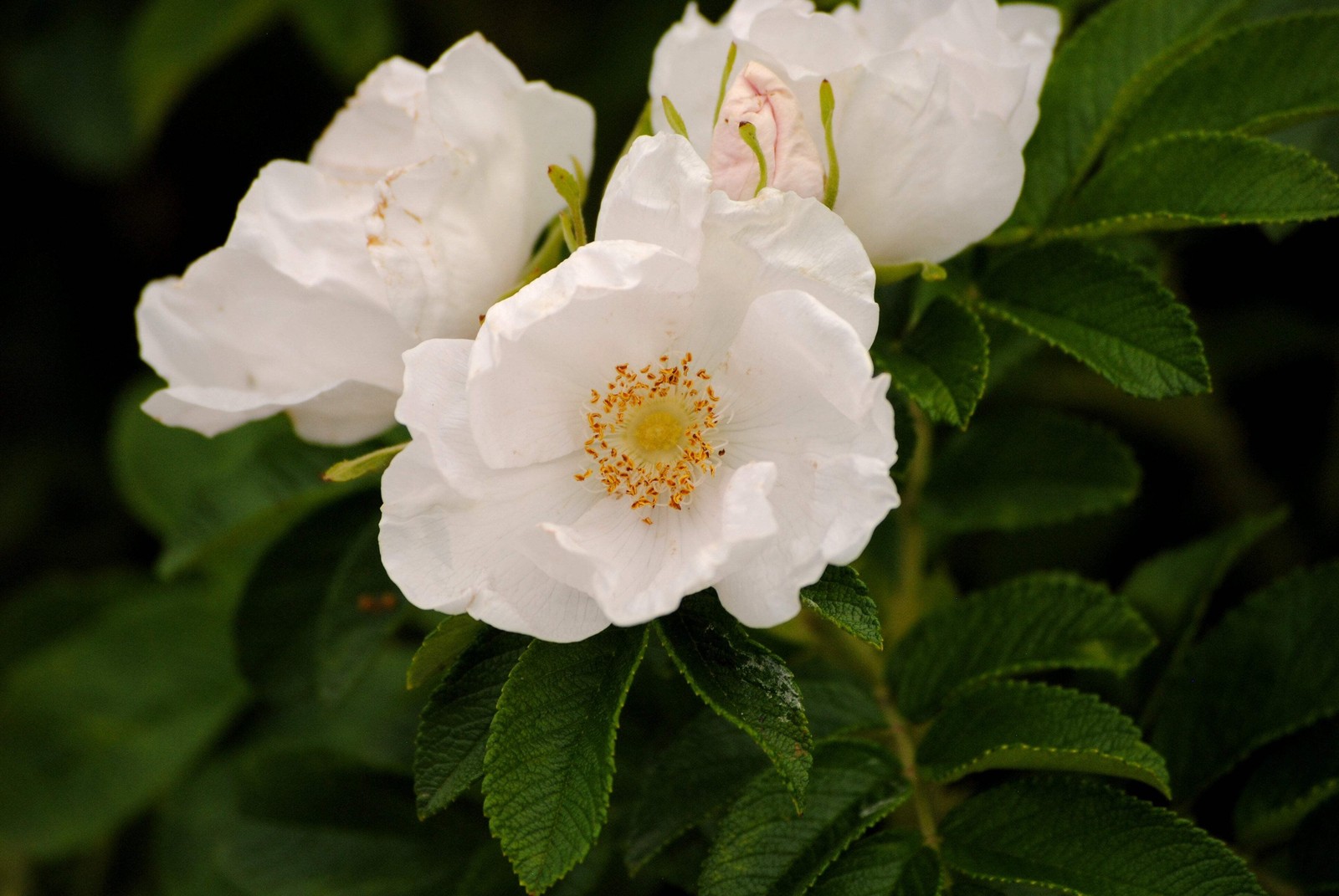 10 WHITE JAPANESE ROSE Rosa Rugosa Alba Bush Shrub Flower Seeds *Flat Shipping
