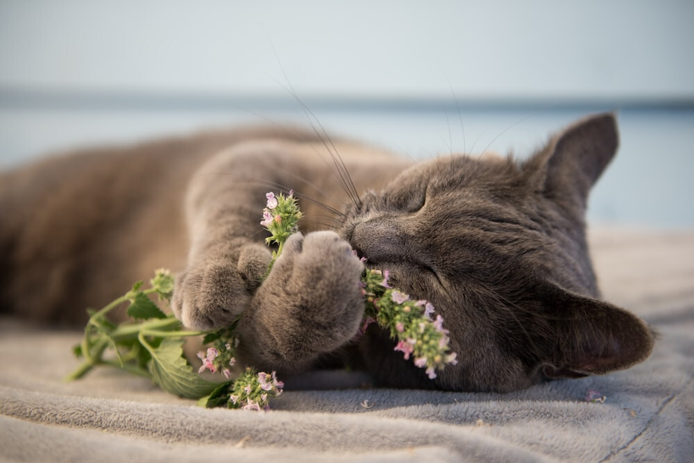 500 CATNIP SEEDS NON – GMO FRESH GARDEN HARVEST HERBS