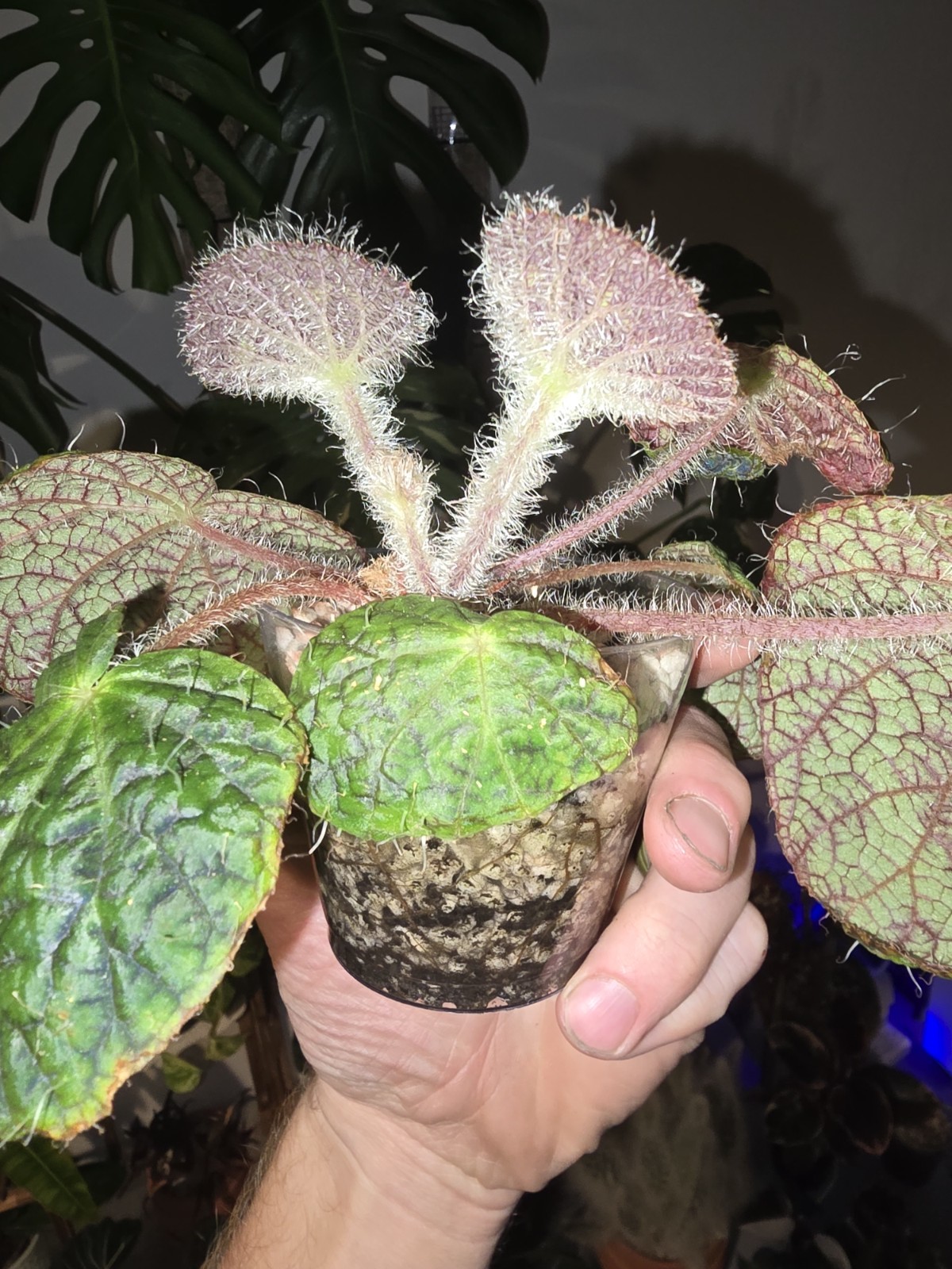 Rare Begonia Sizemoreae Longiciliata In 3 And 4 Inch Pots Fully Rooted