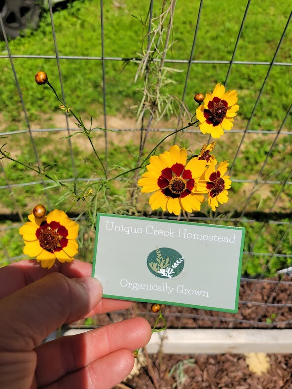 Plains Coreopsis Seeds Organic At Unique Creek Homestead Certified