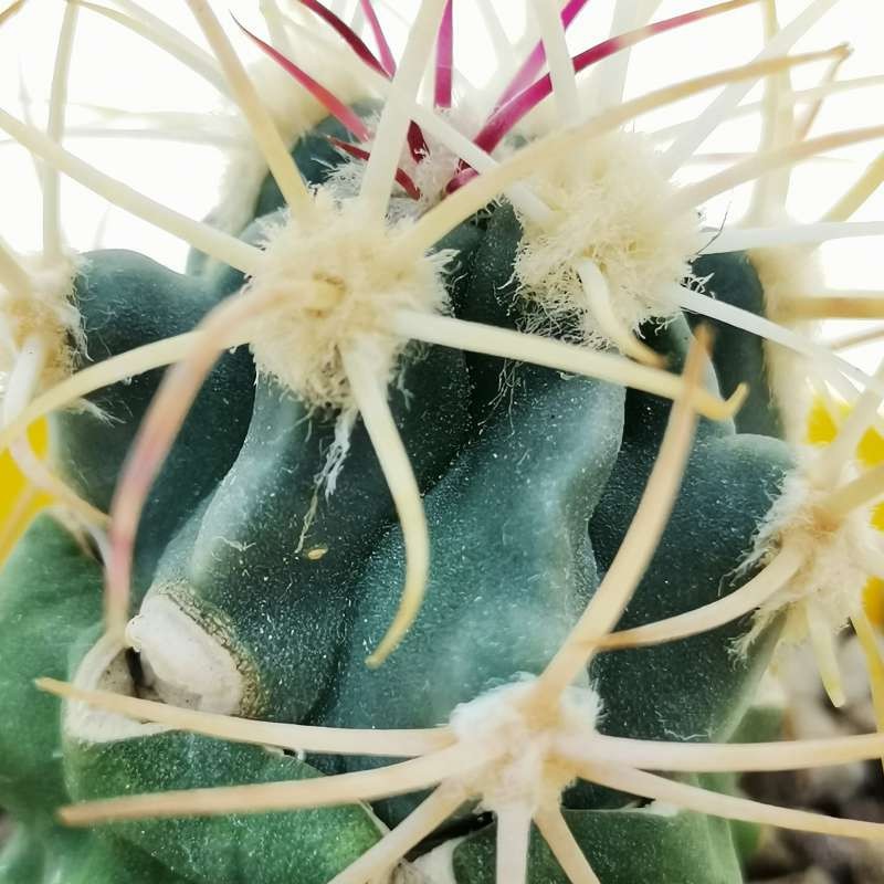 Ferocactus Acanthodes v. Albispinus 5 Seeds. Free Shipping!