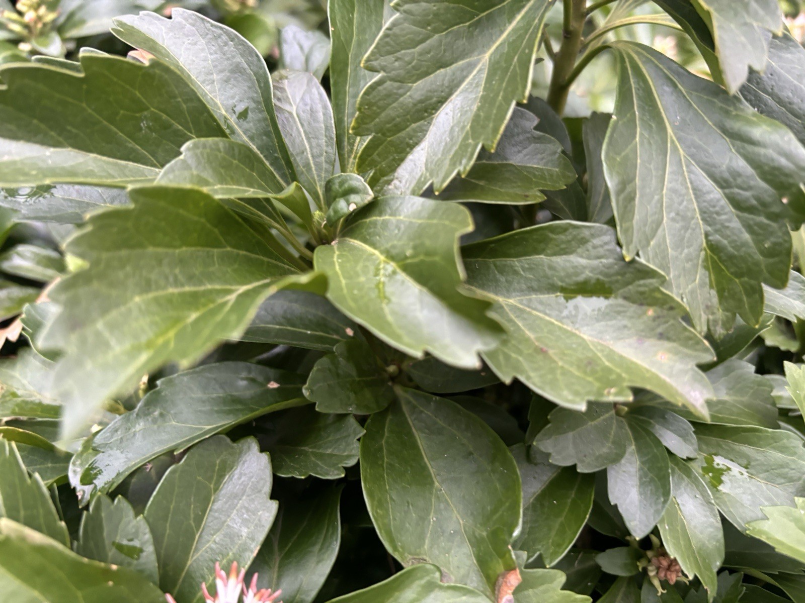 Pachysandra – SALE – Buy 50 Get 50 FREE -NOT CUTTINGS – FREE SHIPPING