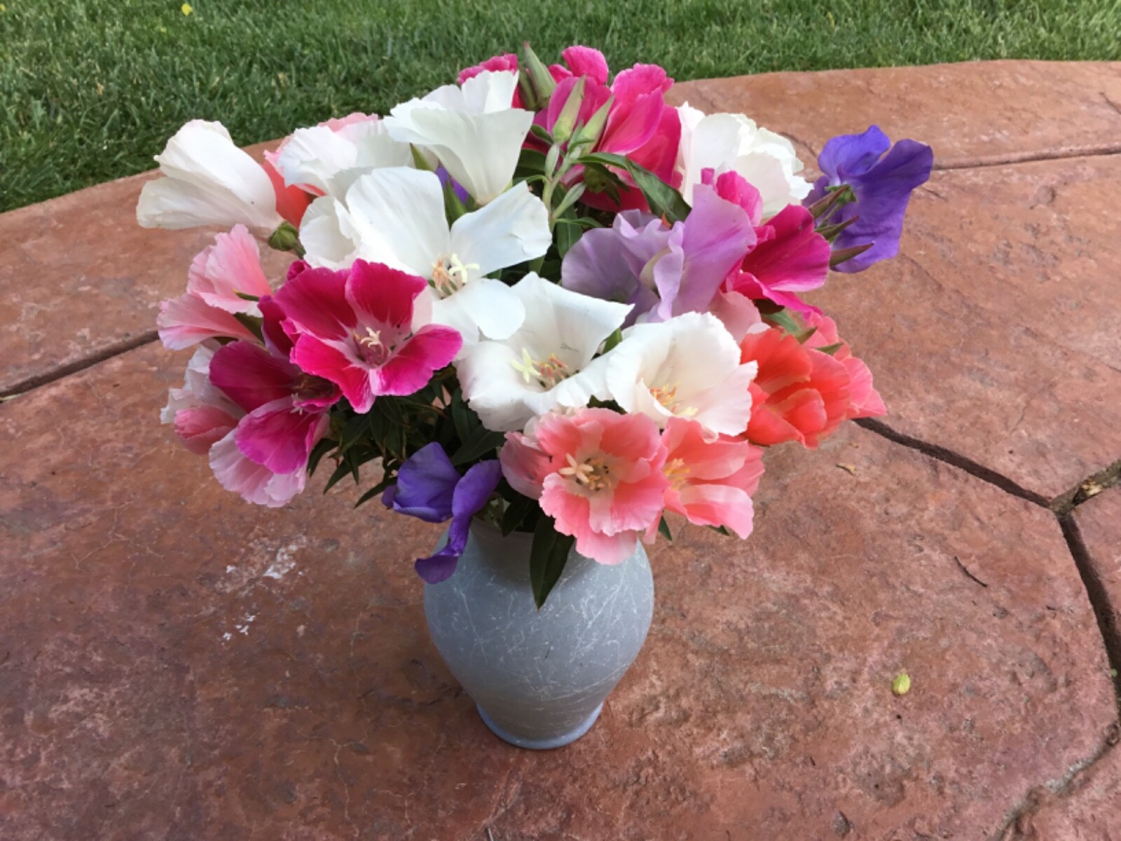 Godedita Clarkia Farewell to Spring Mix seed 100
