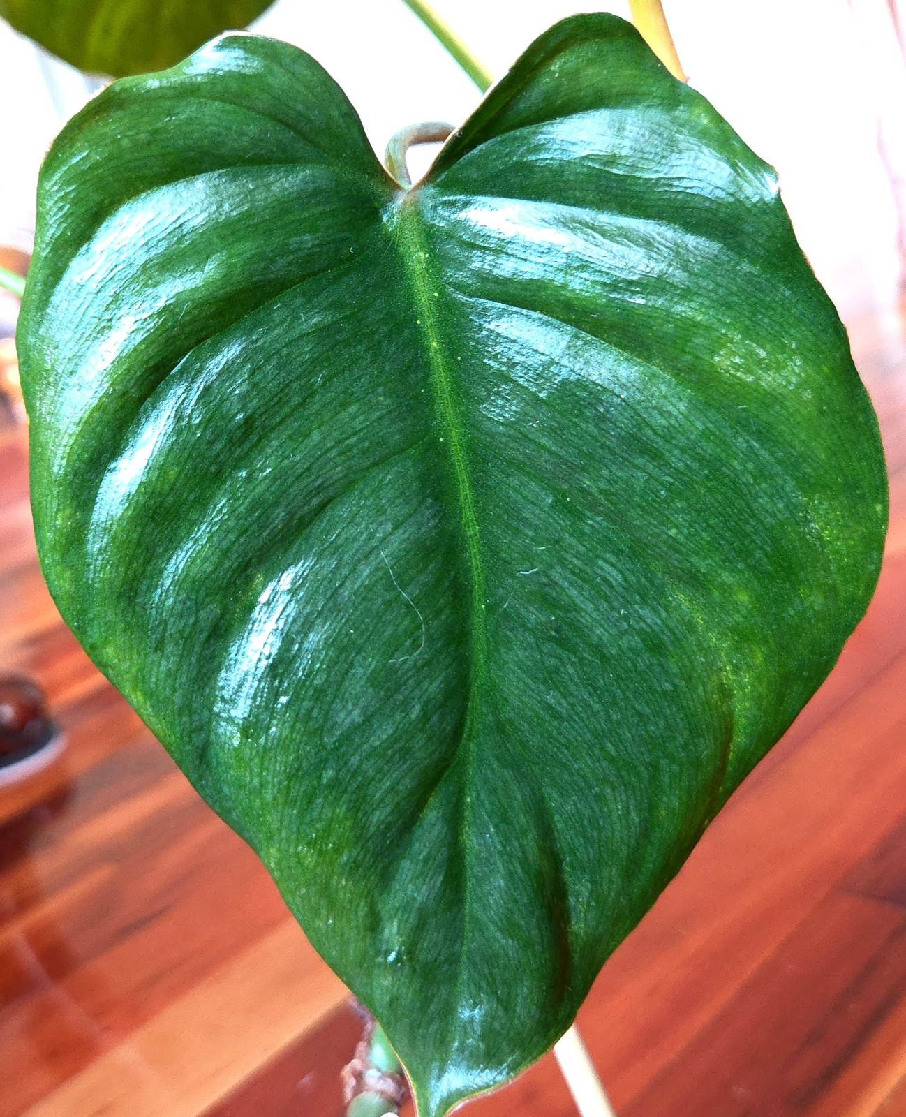 Rare Philodendron Sodiroi Aff X Verrucosum 21″ Tall Not Monstera Anthurium Aroid