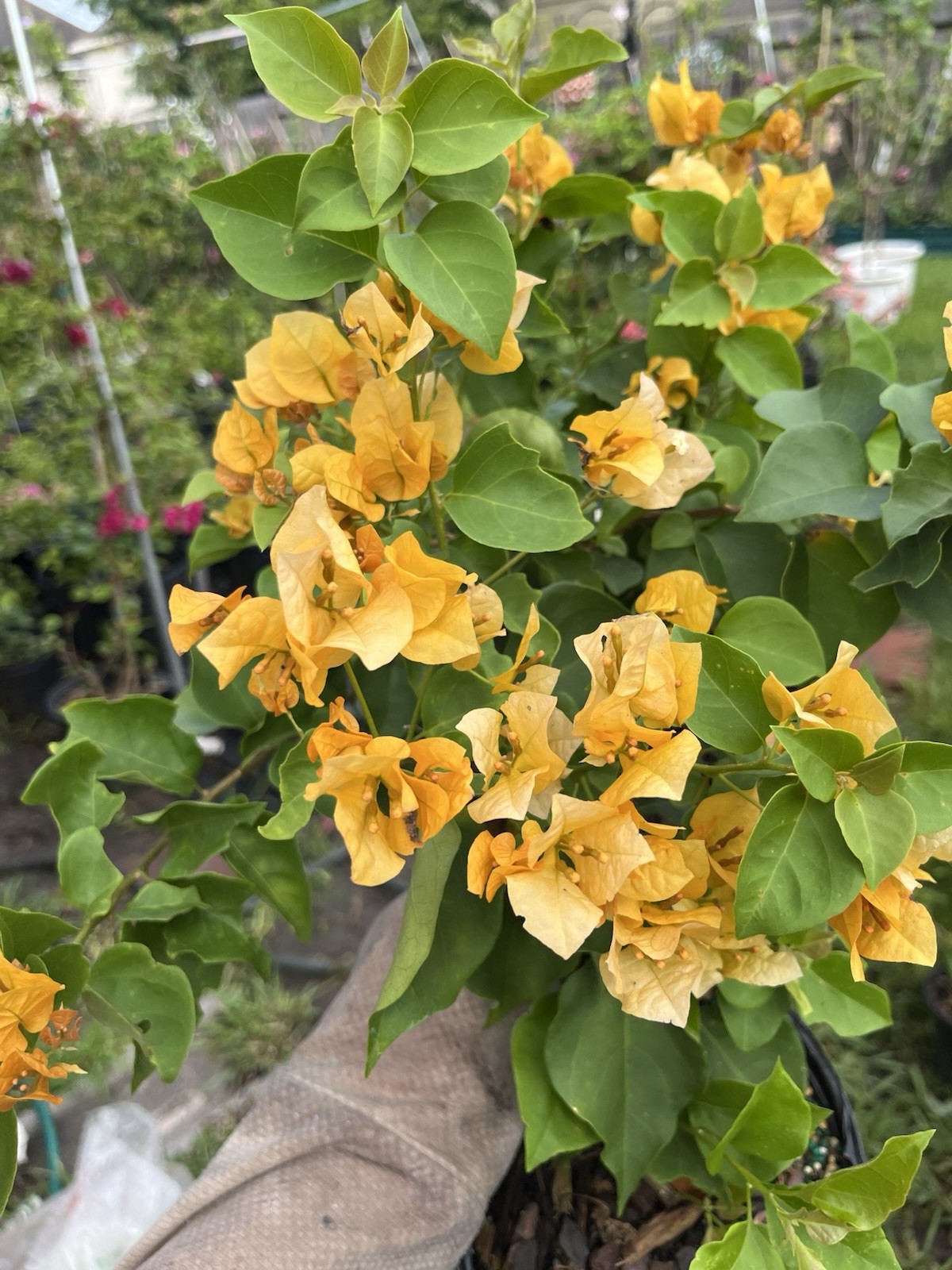 Multi color Golden Hui 金色光辉三角梅small Size bougainvillea 1 Gallon Pot 10-12 In