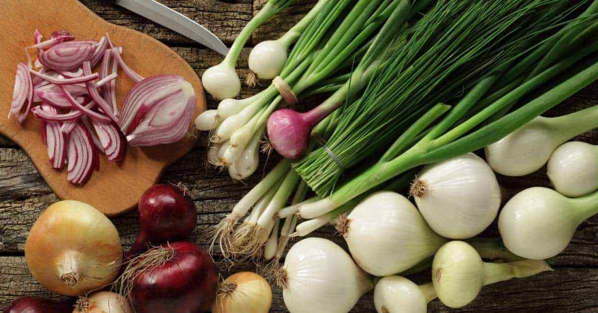 ONION Heirloom Mix 100 NON-GMO Garden Seeds ALL TYPES DELICIOUS overwinter tasty