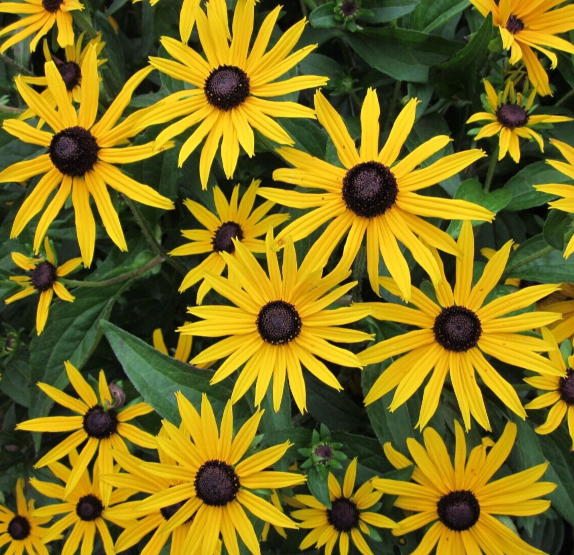 BLACK EYED SUSAN SEEDS 4000+ perennial BUTTERFLY FLOWER garden FREE SHIPPING