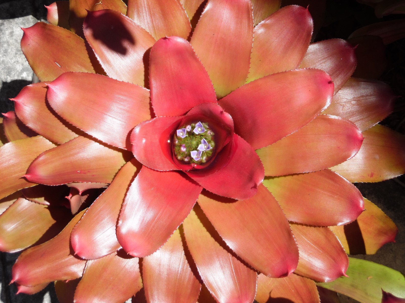 Neoregelia MYSTERY 1 Bromeliad one tropical plant *MEDIUM* ***SALE***