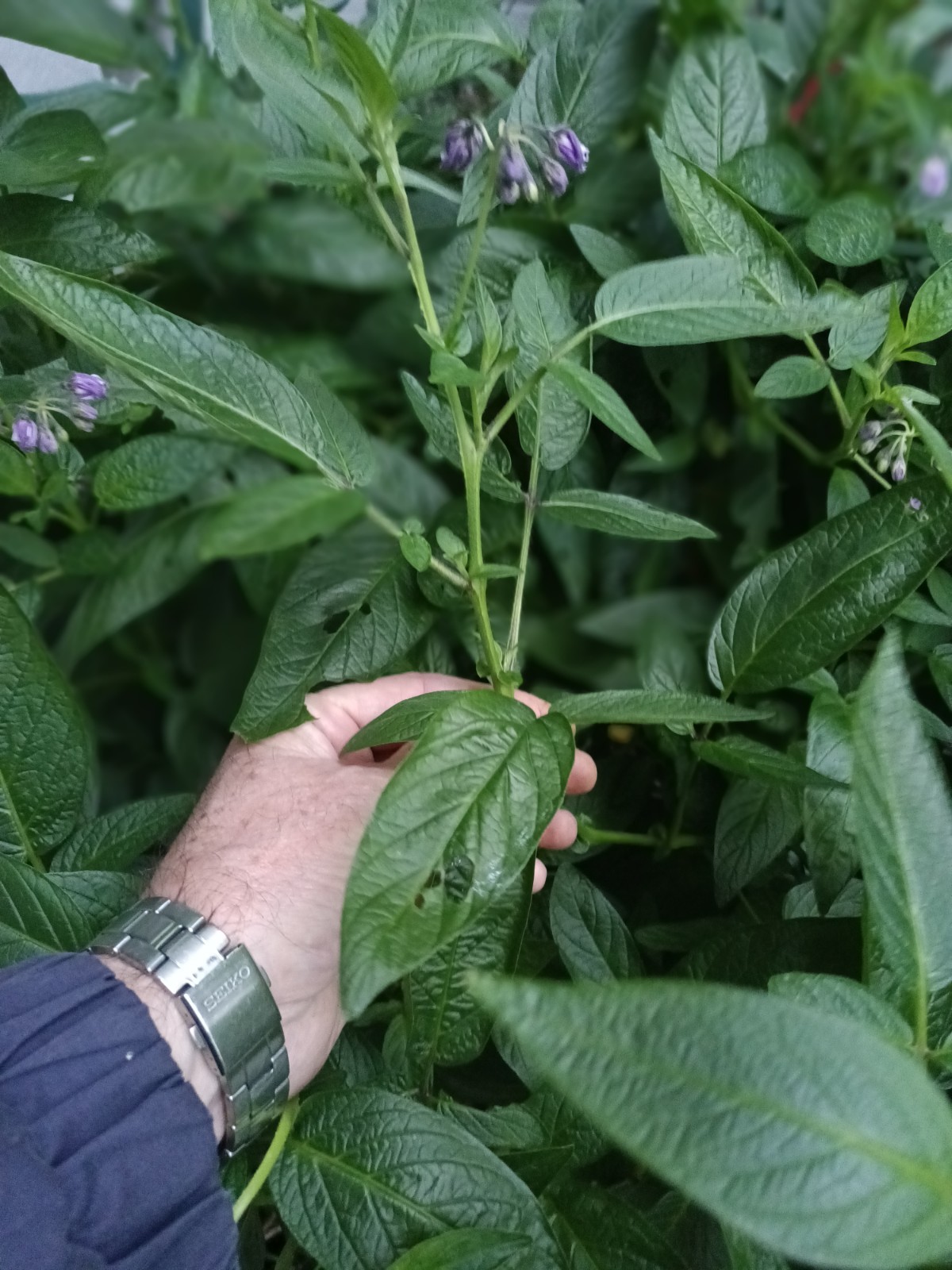 Pepino Melon Live Stem Cuttings for Planting!