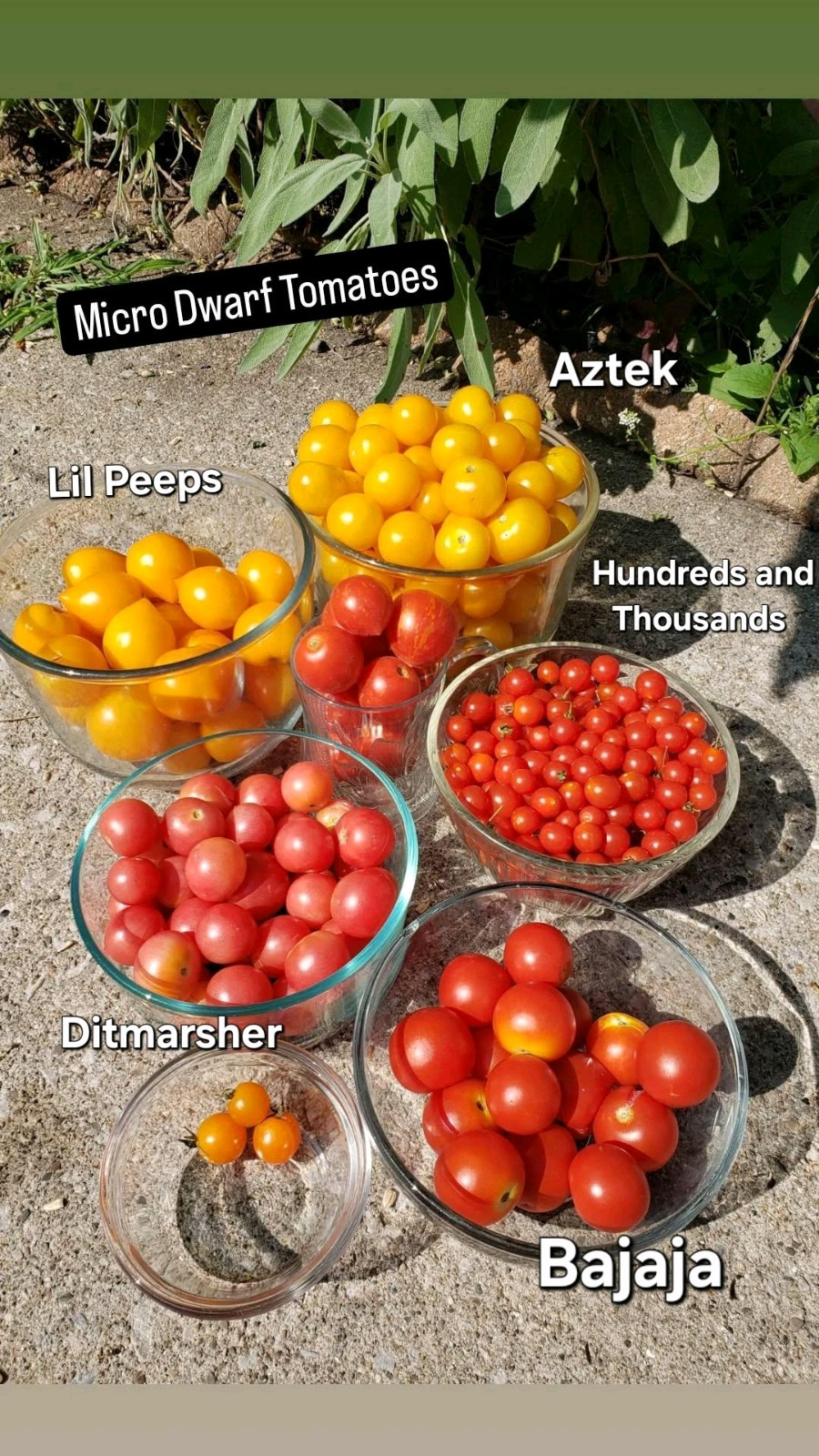 Aztek Micro Dwarf Tomato Seeds 10 Organic Seeds *Free Shipping*