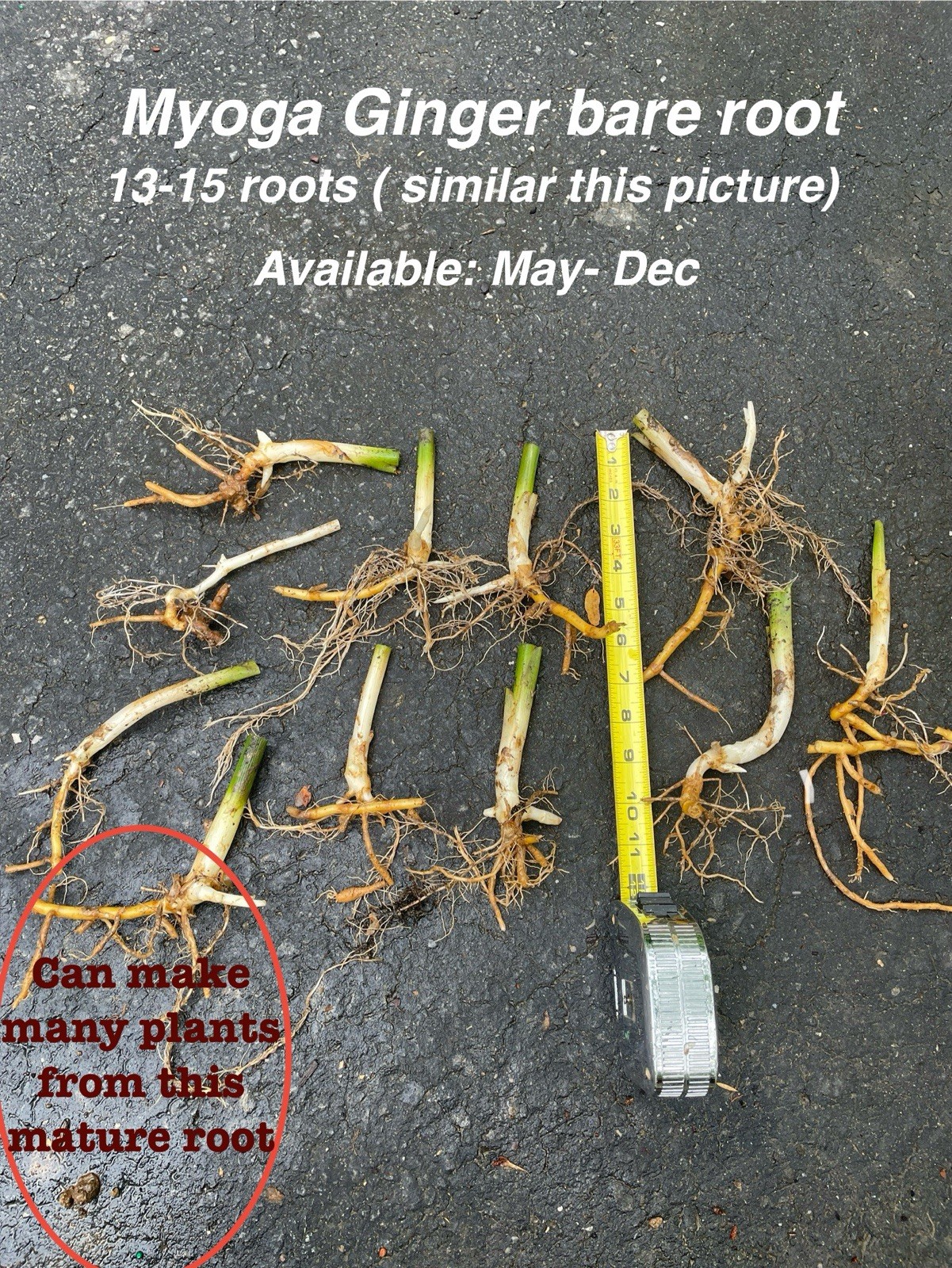 Myoga Ginger bare root 13-15 roots ( similar this picture)