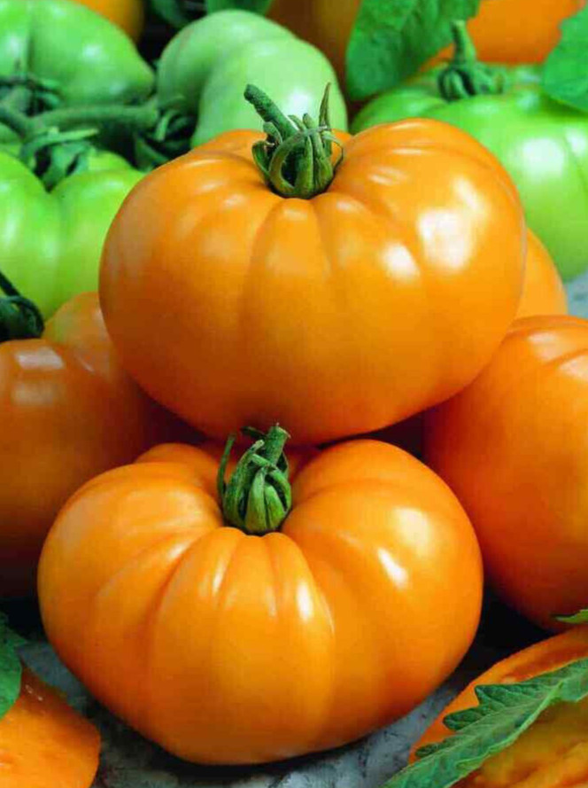 Chef’s Choice Yellow Hybrid Tomato Seeds – 25 Seeds