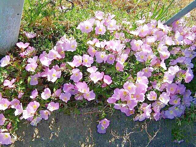 Showy pink evening primrose 100 seeds pink evening primrose, Oenothera speciosa