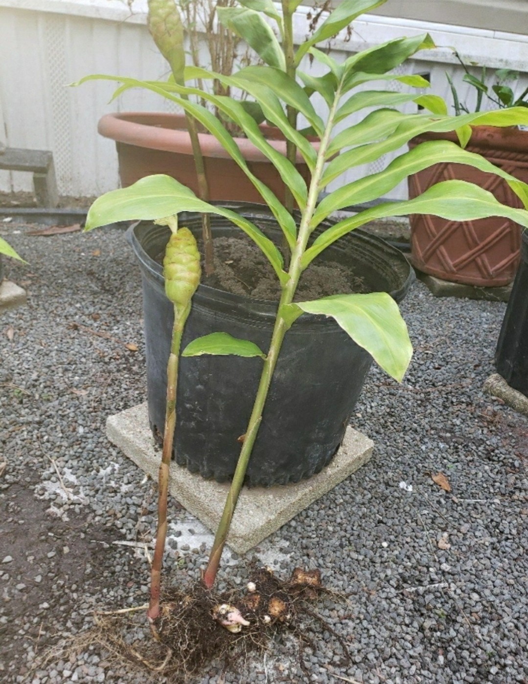 5 Awapuhi Ginger RHIZOMES SC Grown Shampoo Ginger Roots (Zingiber Zerumbet)