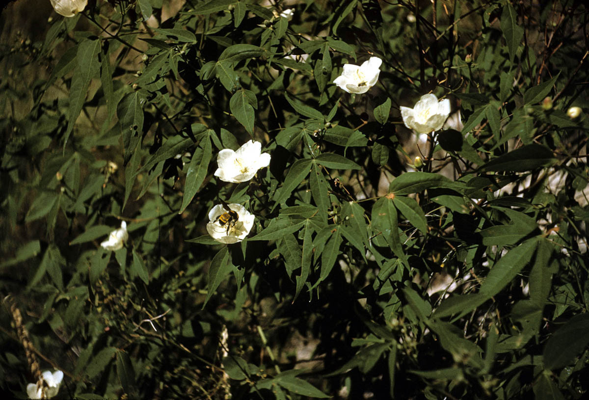 Gossypium thurberi HARDY DESERT COTTON Shrub SEEDS!
