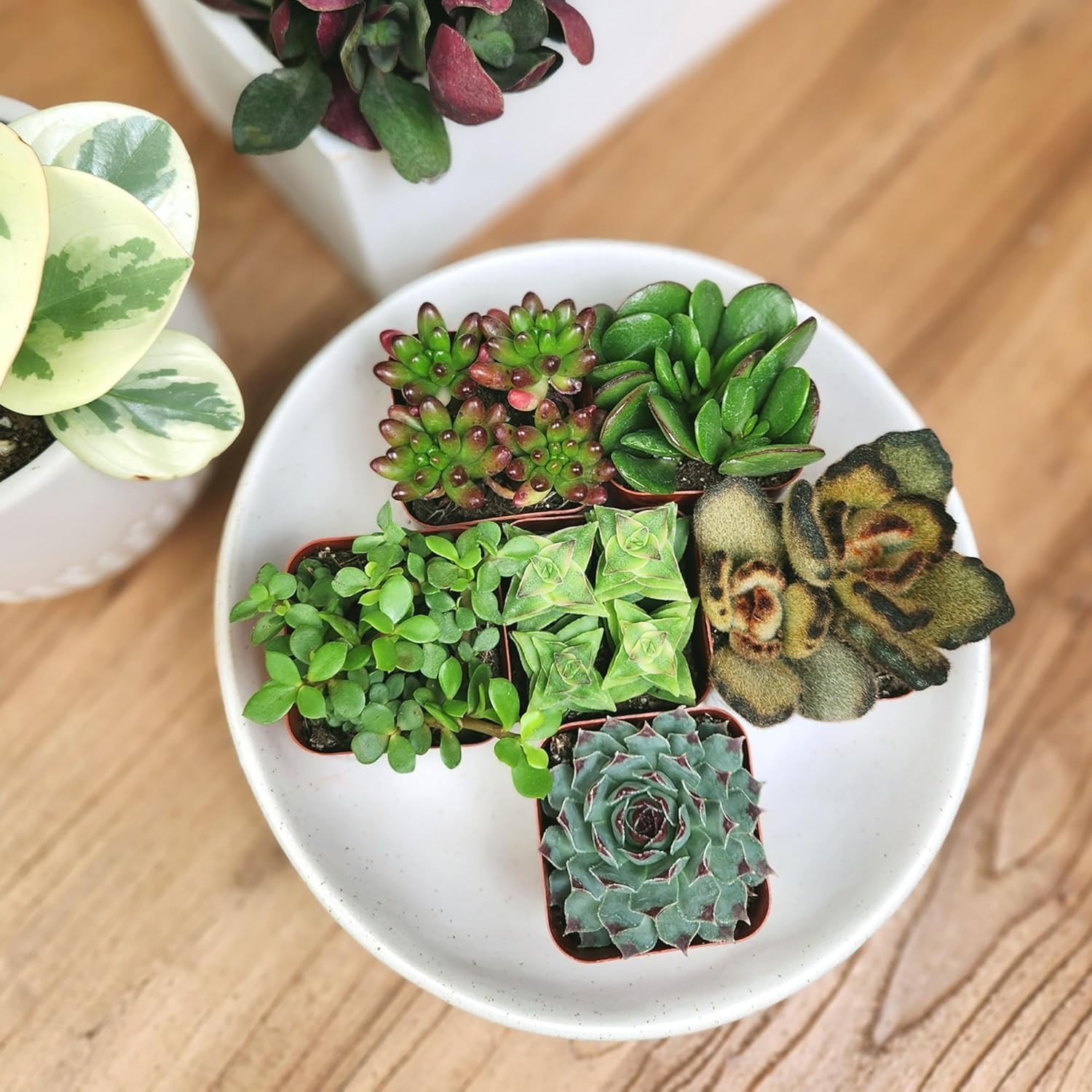 Set of 6 Potted Succulents Live House Plants Indoor Garden Decor