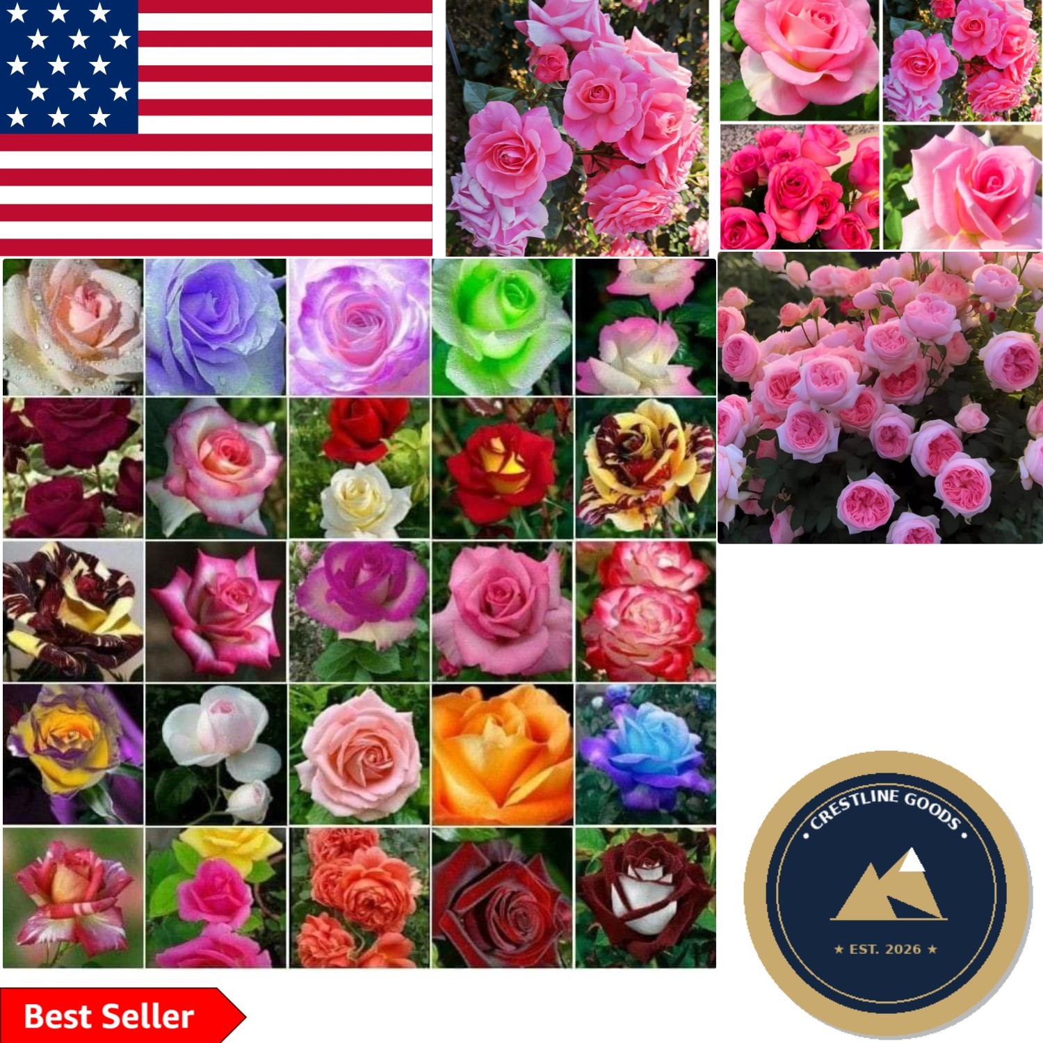 Easy Planting 350+ Rainbow Rose Seeds – Perfect for Fall to Spring Blooms