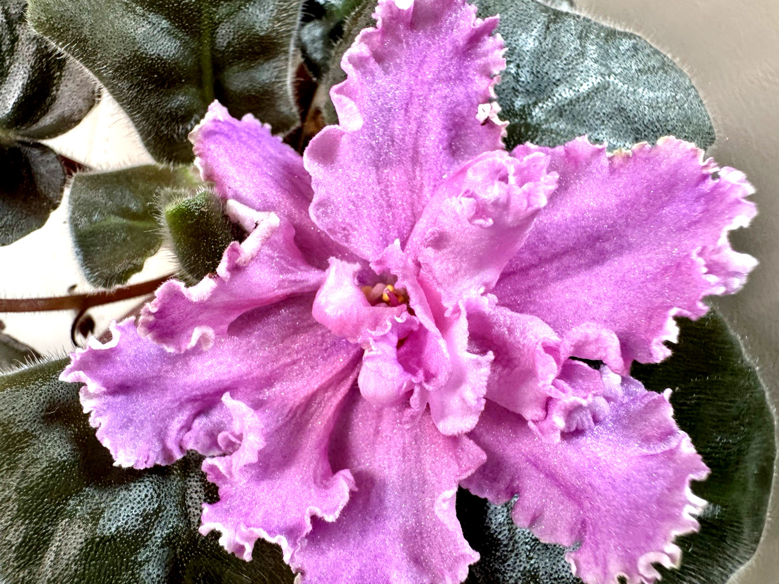 African Violet Plant TV Muarovaya Rosa/ Moire Rose Starter