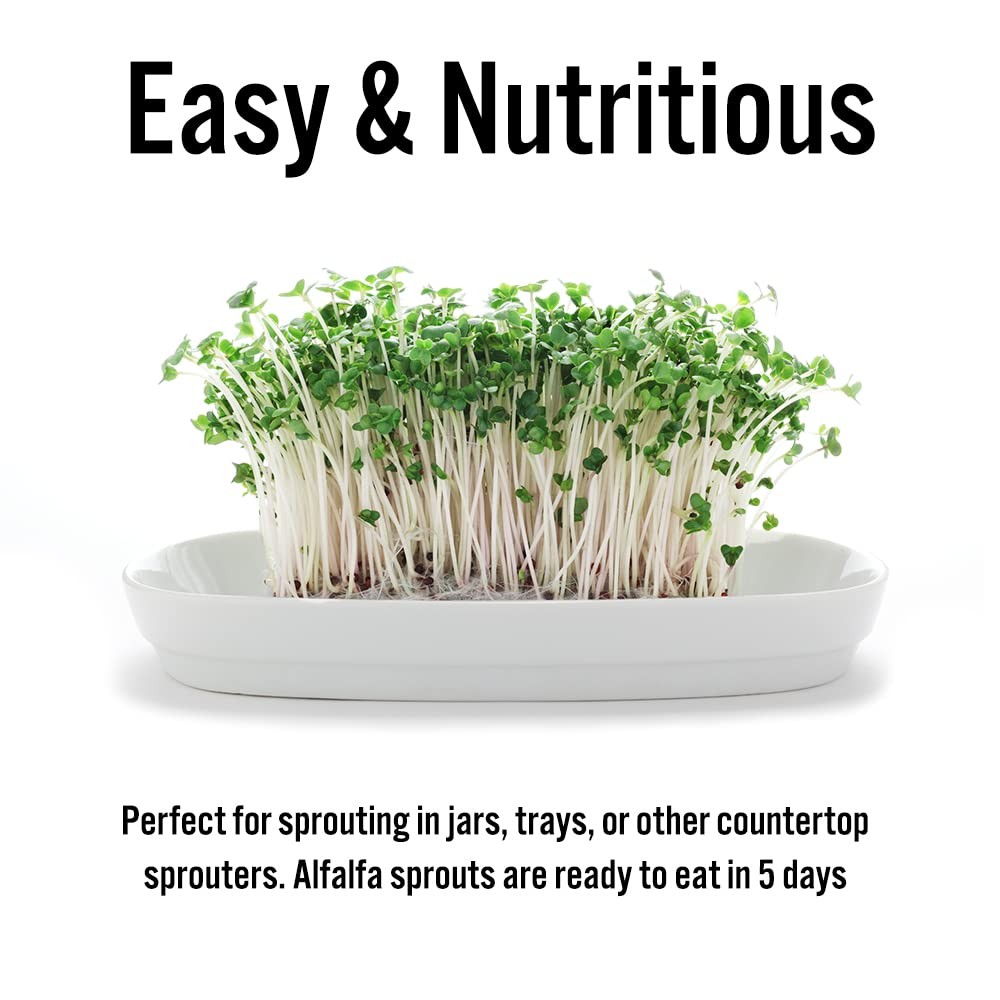 Tradeking Usda Organic Alfalfa Sprouting Seeds 1 Pound Perfect For Sprouting