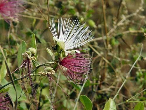 Capparis zeylanica | Ceylon or Indian Caper | 10 Seeds