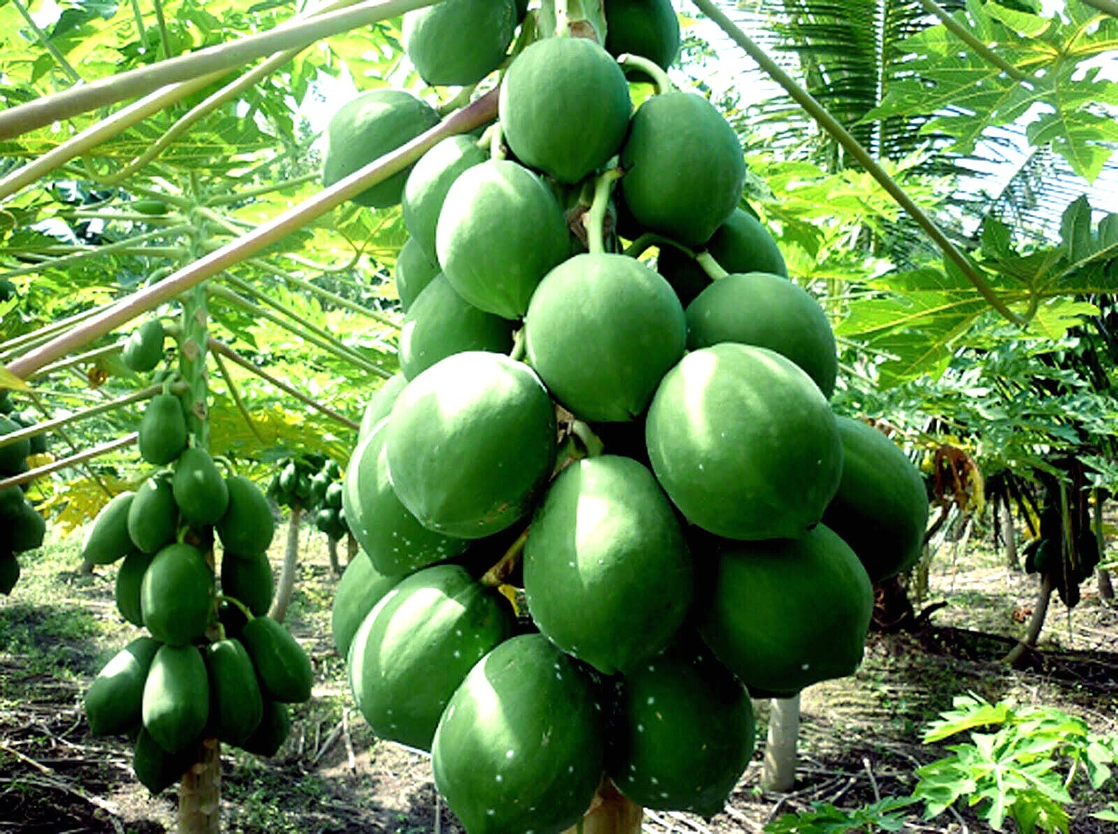 20 “DWARF SOLO WAIMANALO TREE SEEDS” (Carica Papaya) Fast Fruit Houseplant