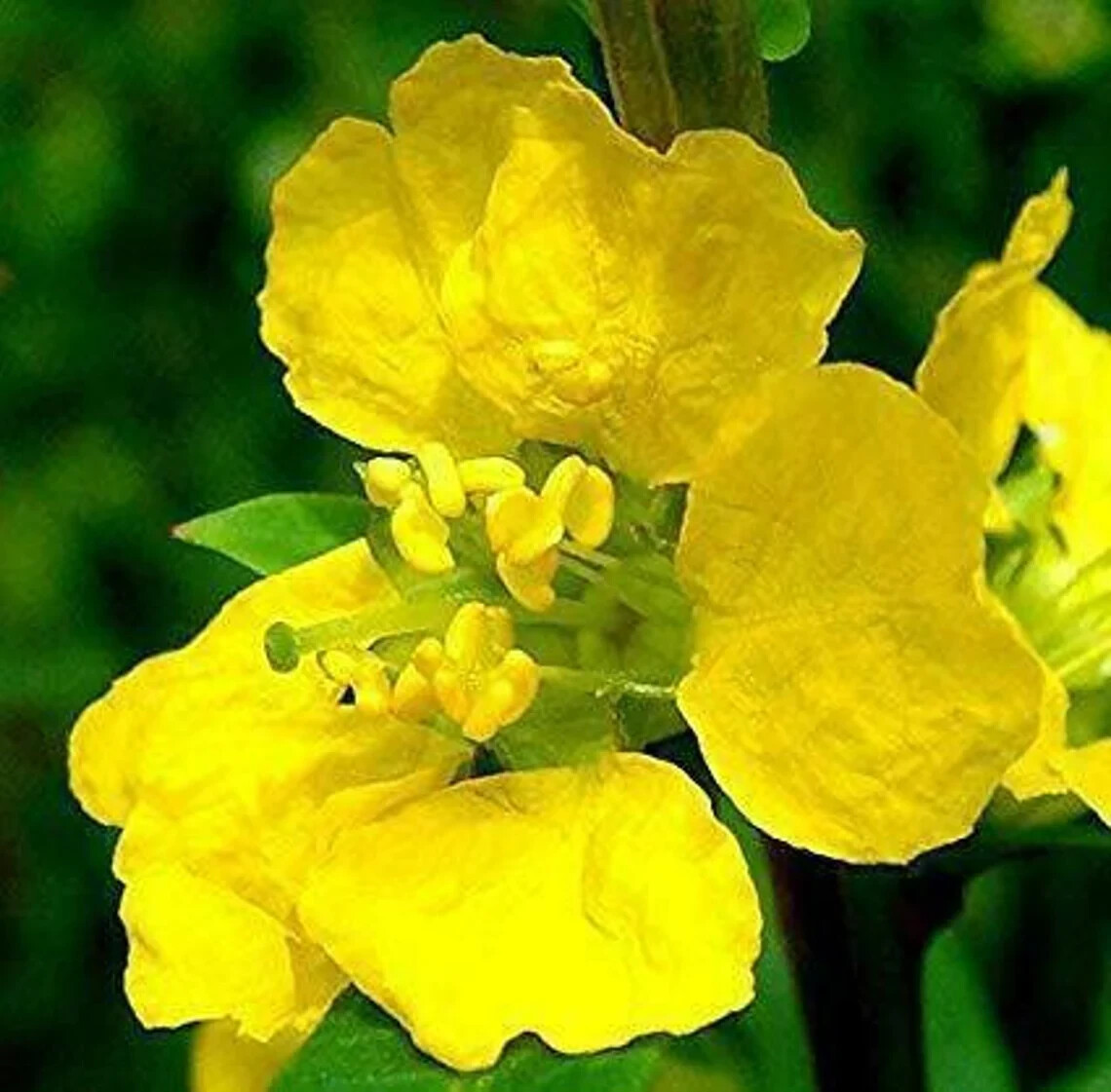 Sun Opener Live Plant 1 – 10+ inch Heimia Salicifolia Sacred Organic & Homemade