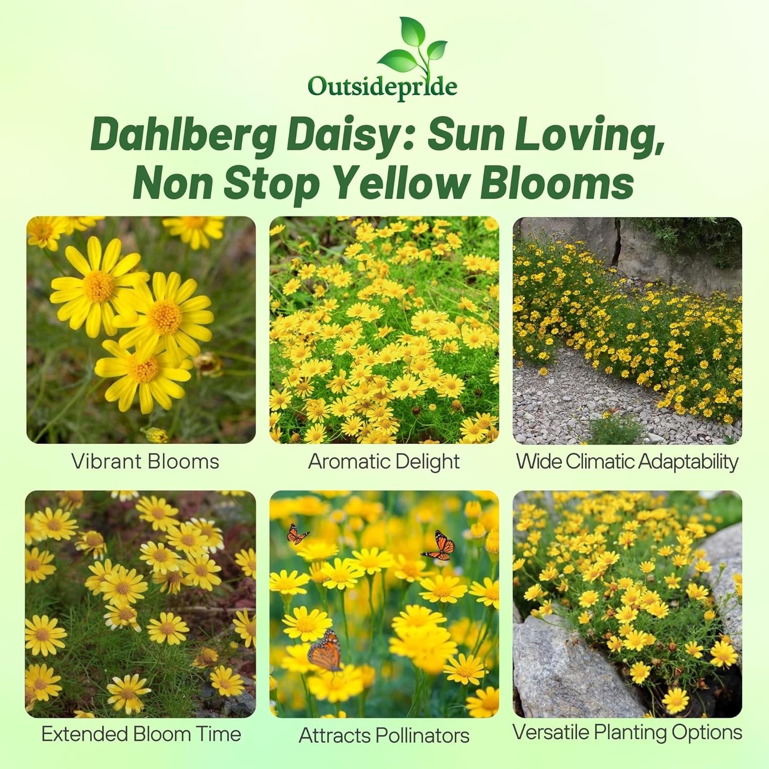 5000 Seeds Dahlberg Daisy Seeds – Thymophylla Tenuiloba Ground Cover Seed