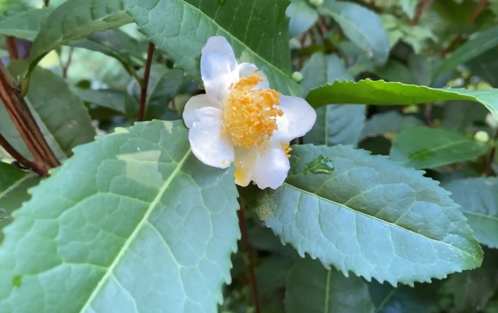 Camellia Sinensis Russian Sochi Tea Plant 6 Fresh Cuttings Cold Hardy to Zone 6b
