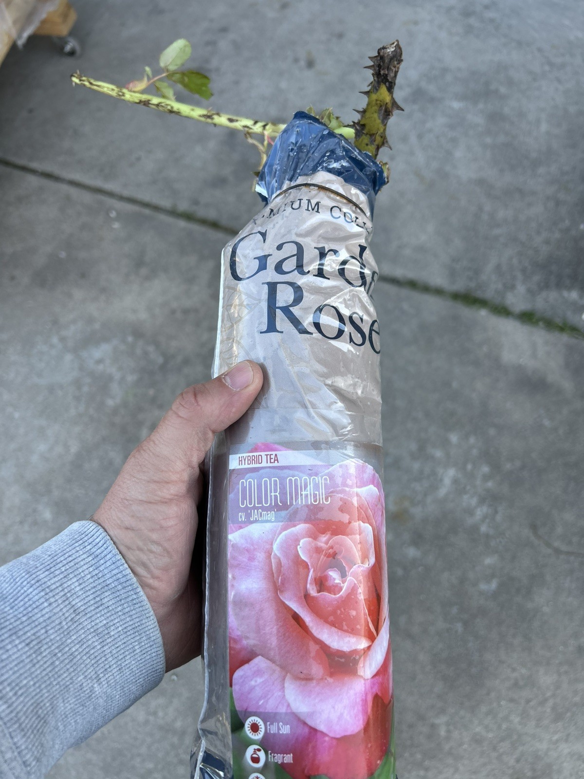 Color Magic Hybrid T Rose Bush.. Live Starter Plant