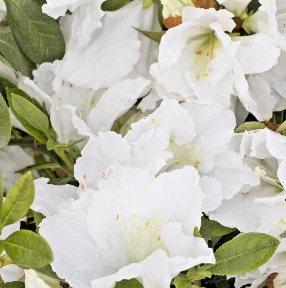 Rhododendron Azalea Snow White 1 Live 6″ Flower Plant Bush Shrub or Bonsai