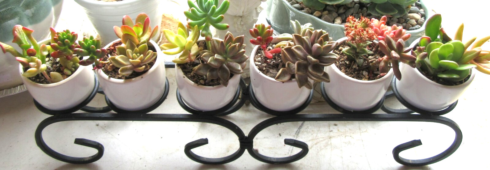 30+ ROSETTES 30 (!) Varieties Succulent 1-2 inch Cuttings Free Ship 2+ Lots