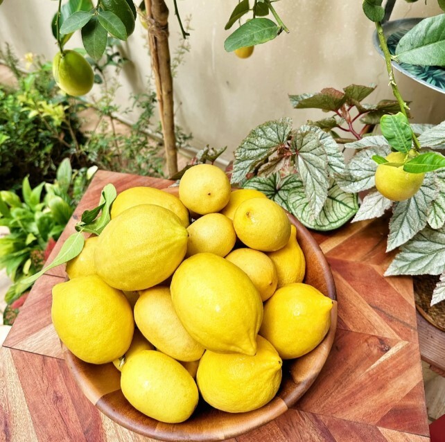 30pcs Perfume Lemon Seeds – Grow Your Own Delicious Fruit-Bearing Bonsai Tree